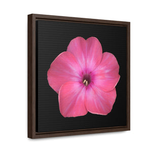 Phlox Flower Detail Pink | Framed Canvas | Black Background