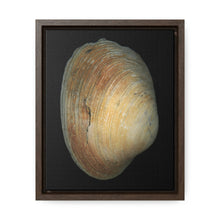 Load image into Gallery viewer, Quahog Clam Shell Purple Right Exterior | Framed Canvas | Black Background
