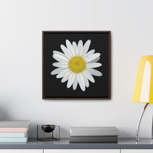 Load image into Gallery viewer, Shasta Daisy Flower White | Framed Canvas | Black Background
