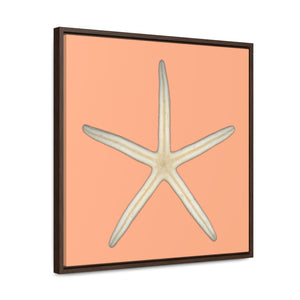 Finger Starfish Shell Bottom | Framed Canvas | Peach Background