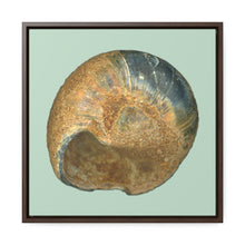 Load image into Gallery viewer, Moon Snail Shell Black &amp; Rust Umbilical | Framed Canvas | Sage Background
