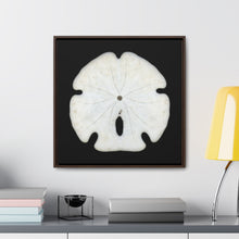 Load image into Gallery viewer, Arrowhead Sand Dollar Shell Bottom | Framed Canvas | Black Background
