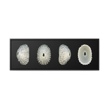 Load image into Gallery viewer, Keyhole Limpet Shell White Four by Matteo | Framed Canvas | Black Background
