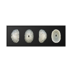 Keyhole Limpet Shell White Four by Matteo | Framed Canvas | Black Background