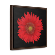 Load image into Gallery viewer, Gerbera Daisy Flower Red | Framed Canvas | Black Background

