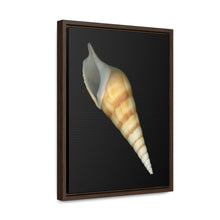 Load image into Gallery viewer, Turrid Shell Tan Apertural | Framed Canvas | Black Background
