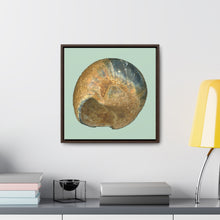 Load image into Gallery viewer, Moon Snail Shell Black &amp; Rust Umbilical | Framed Canvas | Sage Background
