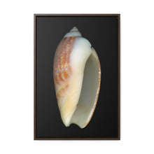 Load image into Gallery viewer, Olive Snail Shell Brown Apertural | Framed Canvas | Black Background
