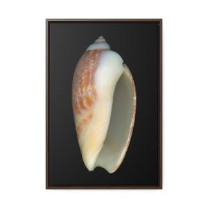 Olive Snail Shell Brown Apertural | Framed Canvas | Black Background