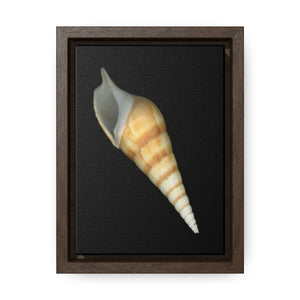 Turrid Shell Tan Apertural | Framed Canvas | Black Background