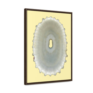 Keyhole Limpet Shell White Interior | Framed Canvas | Sunshine Background