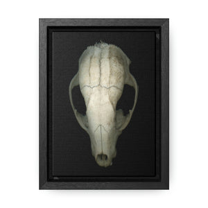 Raccoon Skull Superior by Matteo | Framed Wrap Canvas | Black Background