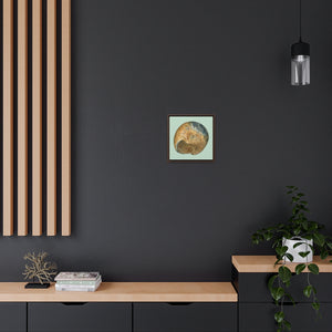 Moon Snail Shell Black & Rust Umbilical | Framed Canvas | Sage Background