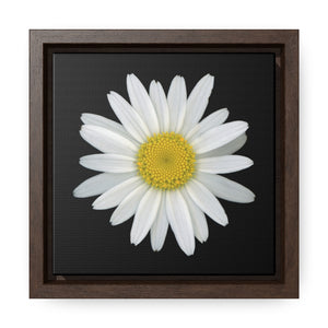 Shasta Daisy Flower White | Framed Canvas | Black Background