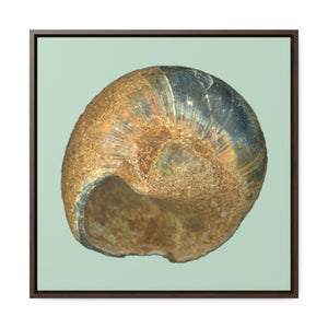 Moon Snail Shell Black & Rust Umbilical | Framed Canvas | Sage Background