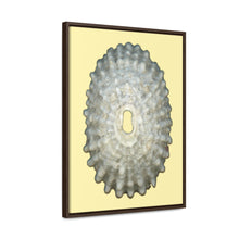 Load image into Gallery viewer, Keyhole Limpet Shell White Exterior | Framed Canvas | Sunshine Background
