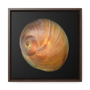 Moon Snail Shell Shark's Eye Apical | Framed Canvas | Black Background