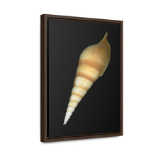 Load image into Gallery viewer, Turrid Shell Tan Dorsal | Framed Canvas | Black Background
