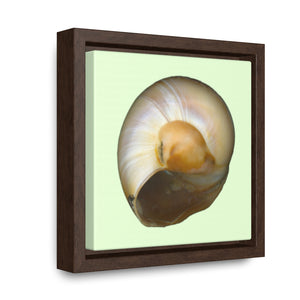 Moon Snail Shell Shark's Eye Umbilical | Framed Canvas | Sea Glass Background