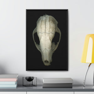 Raccoon Skull Superior by Matteo | Framed Wrap Canvas | Black Background