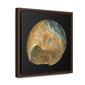 Moon Snail Shell Black & Rust Umbilical | Framed Canvas | Black Background