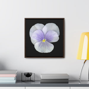 Pansy Viola Flower Lavender | Framed Canvas | Black Background