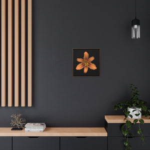 Orange Daylily Flower | Framed Canvas | Black Background