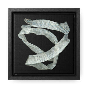 Mexican Milk Snake Shed Skin by Matteo | Framed Canvas | Black Background