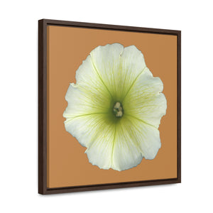 Petunia Flower Yellow-Green | Framed Canvas | Camel Brown Background