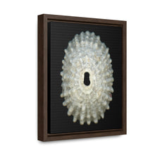 Load image into Gallery viewer, Keyhole Limpet Shell White Exterior | Framed Canvas | Black Background
