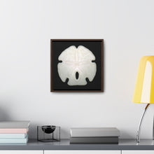 Load image into Gallery viewer, Arrowhead Sand Dollar Shell Top | Framed Canvas | Black Background
