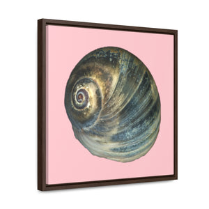 Moon Snail Shell Blue Apical | Framed Canvas | Pink Background