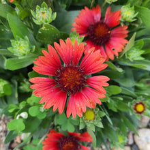 Load image into Gallery viewer, Tote Bag | Blanket Flower Gaillardia Red | Large | Sea Glass
